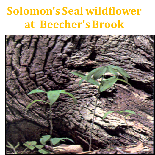 Clean Ohio Solomon’s Seal wildflower at Beecher’s Brook