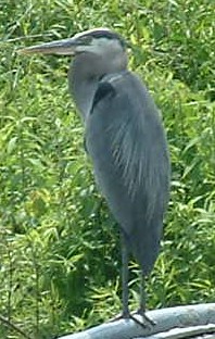 Blue heron