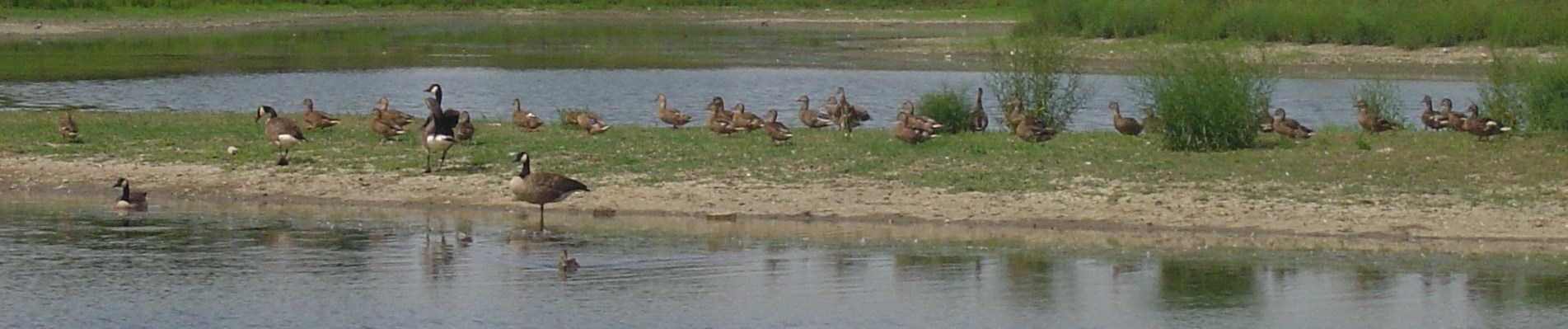 Westlake wetland with ducks banner