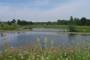 image of Westlake wet lands