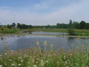 image of Westlake wet lands